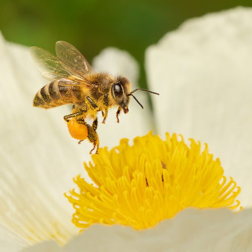Bourbon Barrel Aged Honey