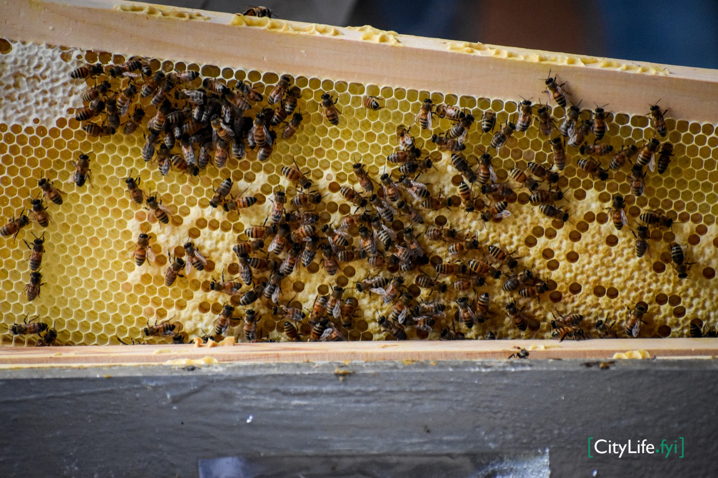 6 frame "nuc" nucleus colony.