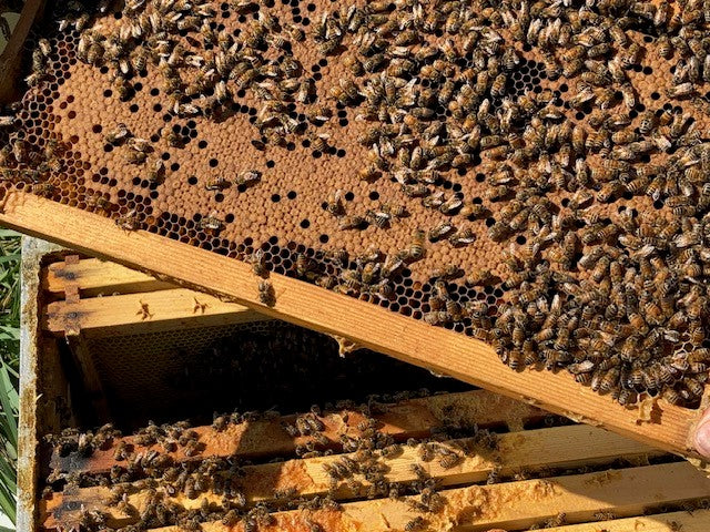 5 Frame Nucleus Colonies