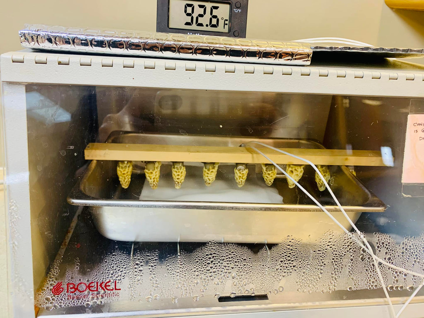 Pre-order Mated Indiana Queens 2026