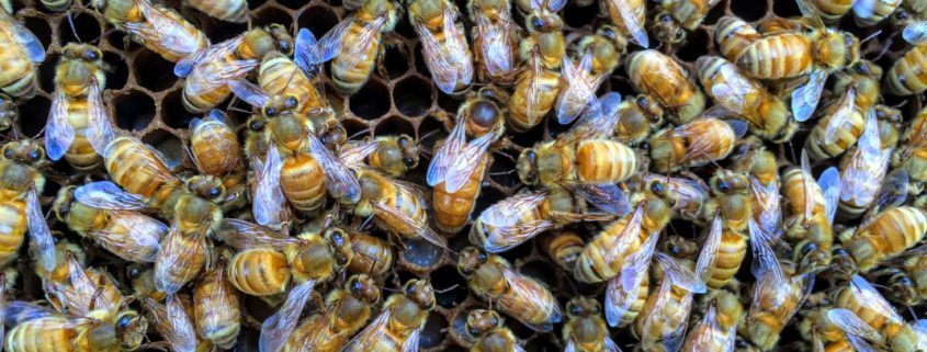 Pre-order Mated Indiana Queens 2026