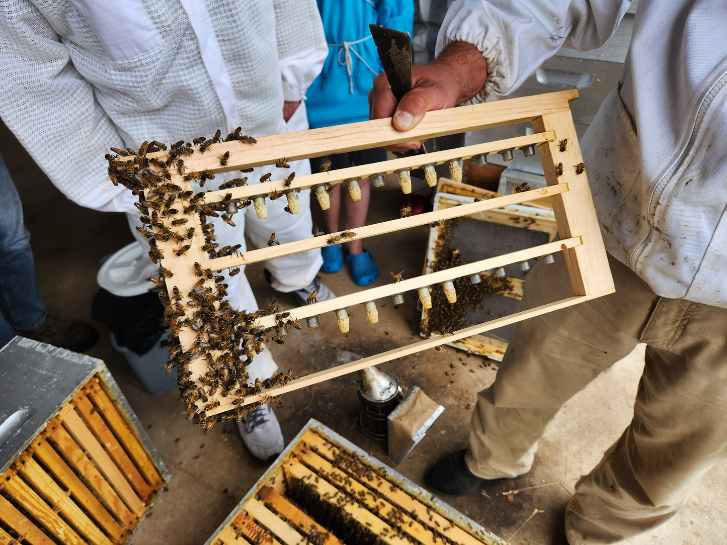 Pre-order Mated Indiana Queens 2026