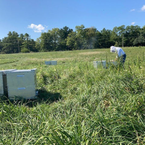 Apiary with four hives.