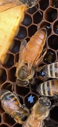 Single 10 frame complete hive with 2025 queen