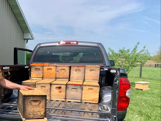 6 frame "nuc" nucleus colony.