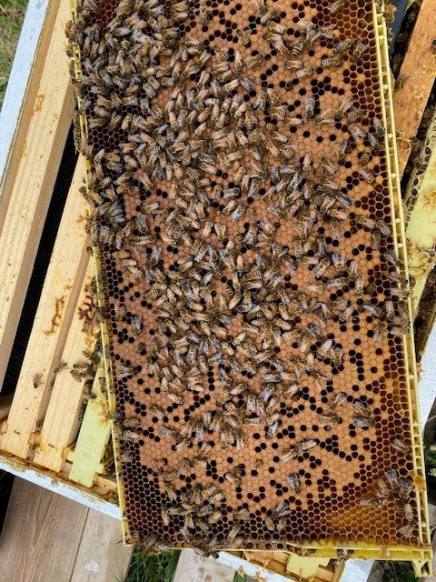 Single 10 frame complete hive with 2025 queen