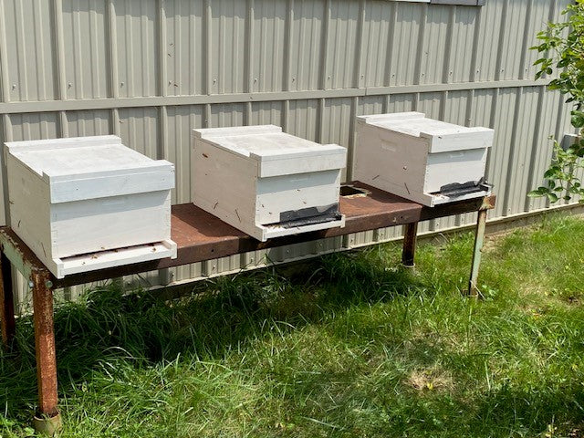 Single 10 frame complete hive with 2024 queen