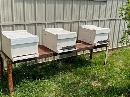 Single 10 frame complete hive with 2025 queen